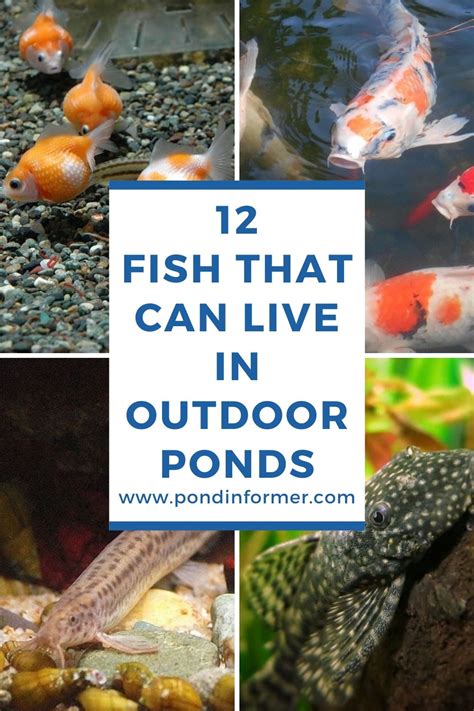 12 Best Pond Fish for Outdoor Ponds (Big & Small Fish).